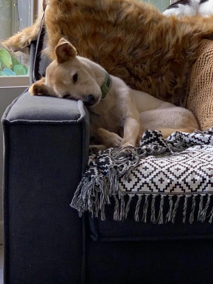 Readers pet photos